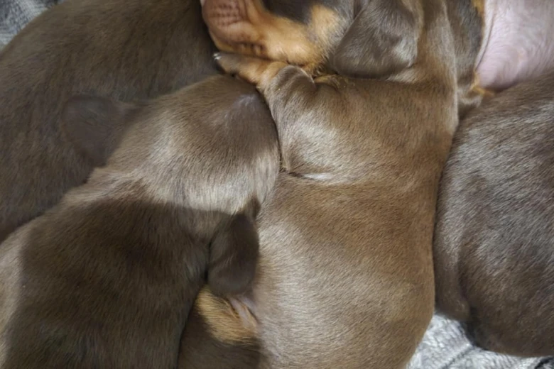 Dachshund (Miniature Smooth Haired)