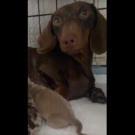 Dachshund (Miniature Smooth Haired)