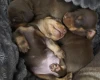 Dachshund (Miniature Smooth Haired)
