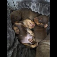 Dachshund (Miniature Smooth Haired)