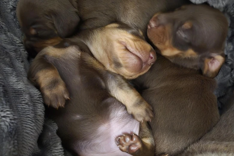 Dachshund (Miniature Smooth Haired)