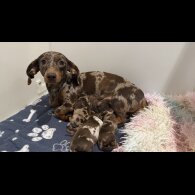 Dachshund (Miniature Smooth Haired)