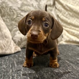 Dachshund (Miniature Smooth Haired)