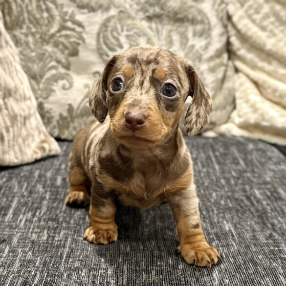 Dachshund (Miniature Smooth Haired)