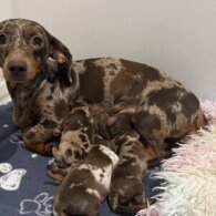 Dachshund (Miniature Smooth Haired)