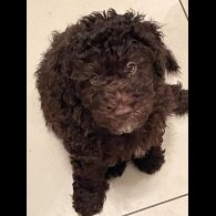 Miniature Poodle