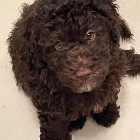 Miniature Poodle