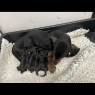 Dachshund (Miniature Smooth Haired)