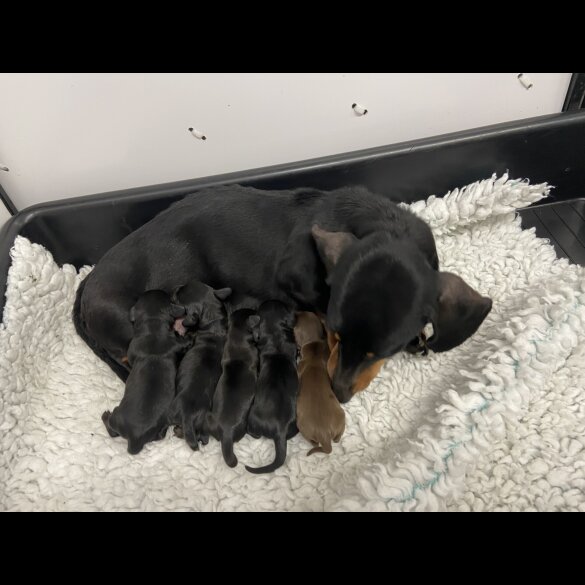 Dachshund (Miniature Smooth Haired)