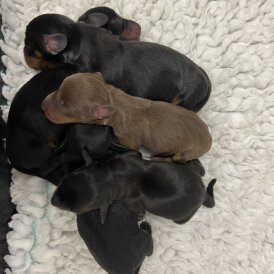 Dachshund (Miniature Smooth Haired)