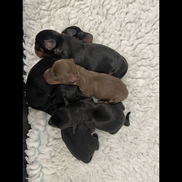 Dachshund (Miniature Smooth Haired)