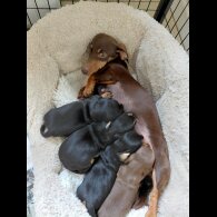 Dachshund (Miniature Smooth Haired)