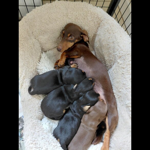 Dachshund (Miniature Smooth Haired)