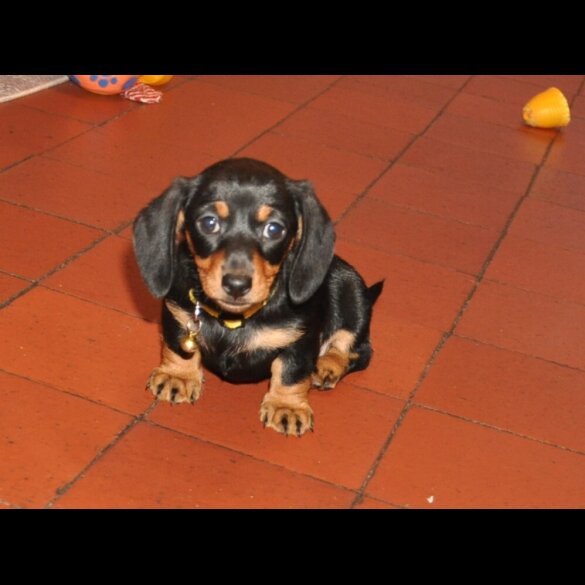 Dachshund (Miniature Smooth Haired)