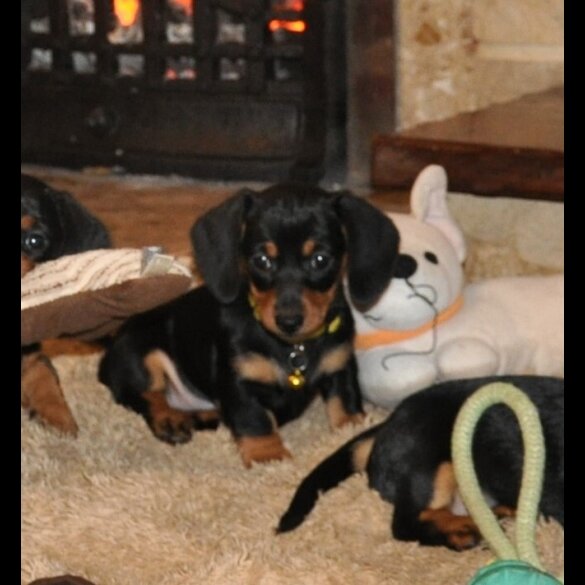 Dachshund (Miniature Smooth Haired)