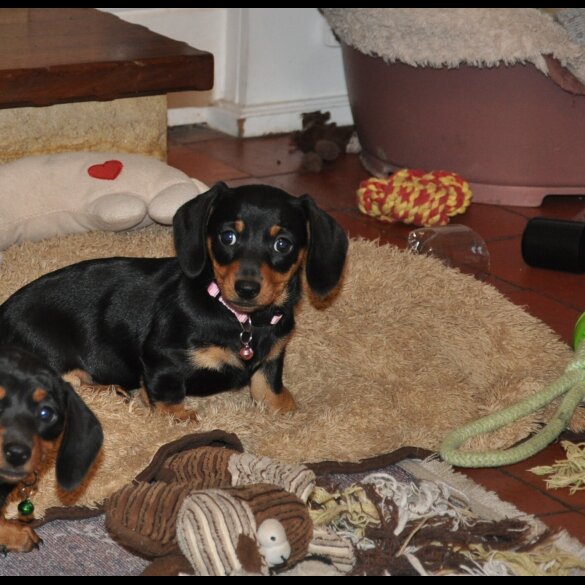 Dachshund (Miniature Smooth Haired)