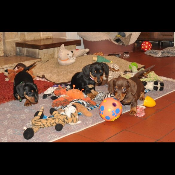 Dachshund (Miniature Smooth Haired)