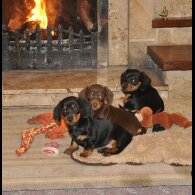 Dachshund (Miniature Smooth Haired)