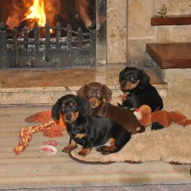 Dachshund (Miniature Smooth Haired)