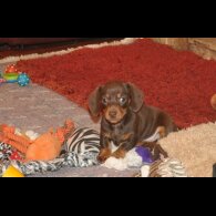 Dachshund (Miniature Smooth Haired)