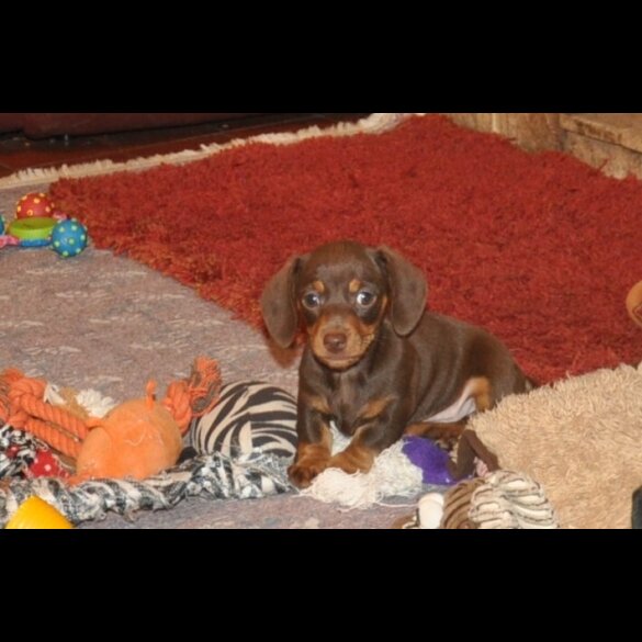 Dachshund (Miniature Smooth Haired)