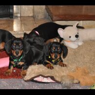 Dachshund (Miniature Smooth Haired)