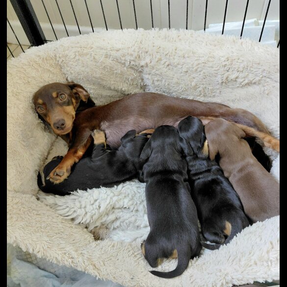 Dachshund (Miniature Smooth Haired)