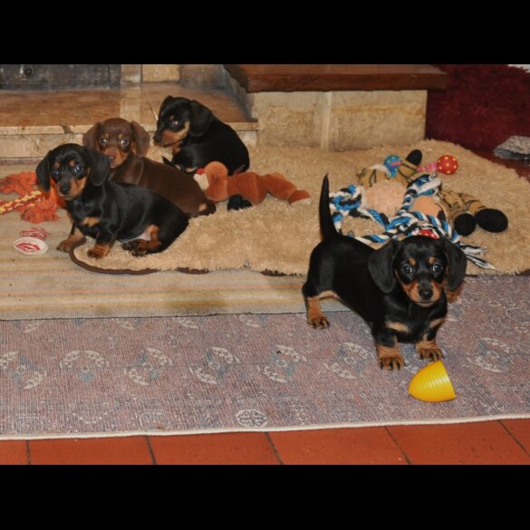 Dachshund (Miniature Smooth Haired)