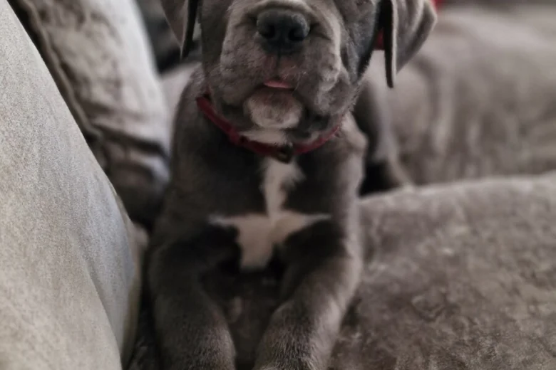Cane Corso
