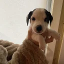 Jack Russell