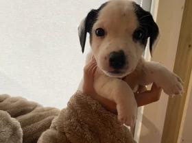 Jack Russell