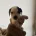 Jack Russell
