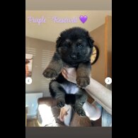 German Shepherd (Alsatian)