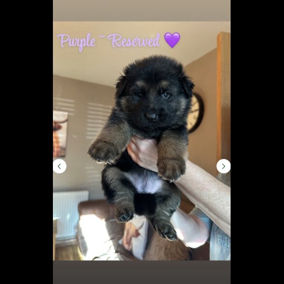 German Shepherd (Alsatian)