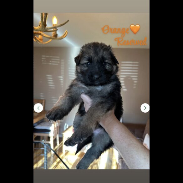 German Shepherd (Alsatian)