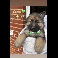 German Shepherd (Alsatian)