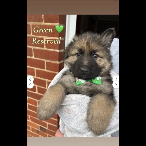 German Shepherd (Alsatian)