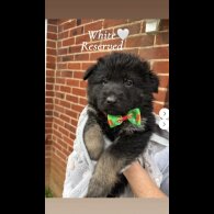 German Shepherd (Alsatian)