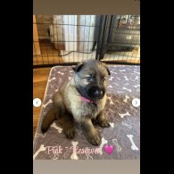 German Shepherd (Alsatian)