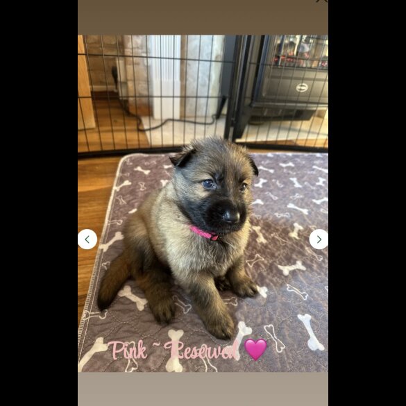 German Shepherd (Alsatian)