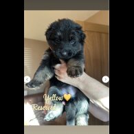 German Shepherd (Alsatian)