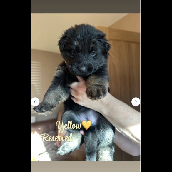 German Shepherd (Alsatian)