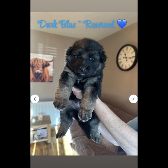 German Shepherd (Alsatian)