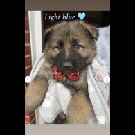 German Shepherd (Alsatian)