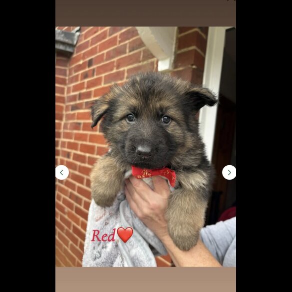 German Shepherd (Alsatian)