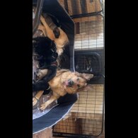 German Shepherd (Alsatian)