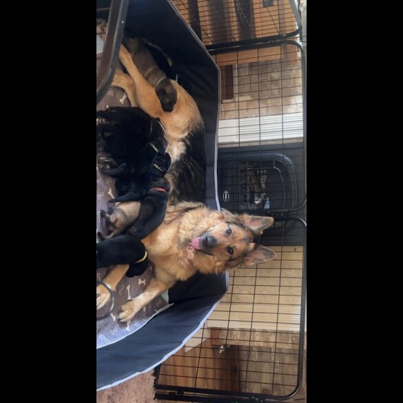 German Shepherd (Alsatian)