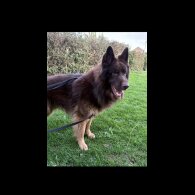 German Shepherd (Alsatian)