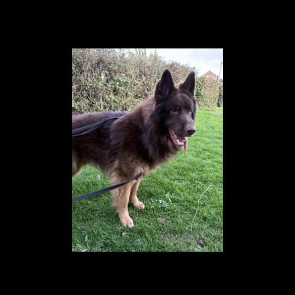 German Shepherd (Alsatian)