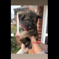 German Shepherd (Alsatian)